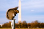 Squirrel Perched (by Nicolas Suzor)