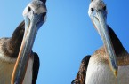 TwoPelicans