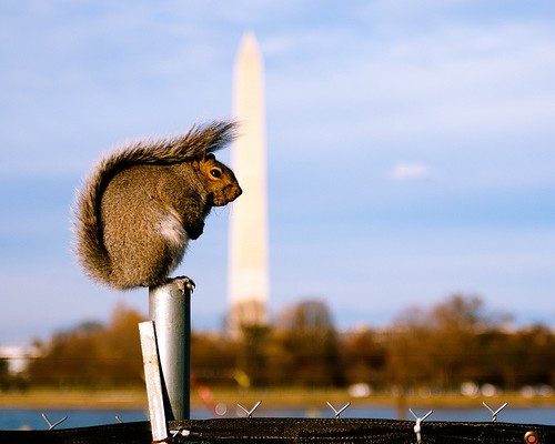 Squirrel Perched (by Nicolas Suzor)